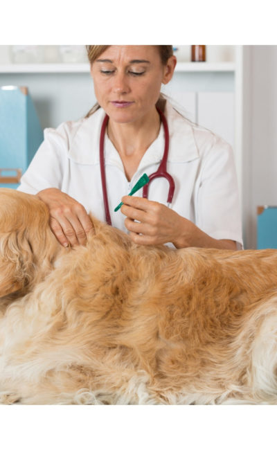 PERRO EN CLINICA